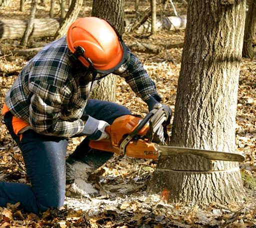 Tree Removal in Wake Forest, NC
